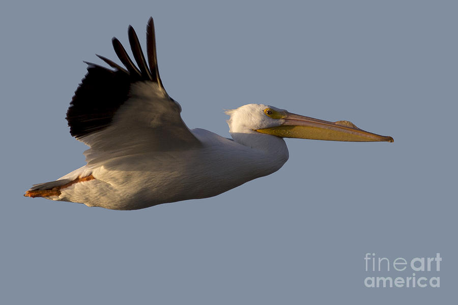 Wildlife Photograph - American White Pelican in Flight by Meg Rousher