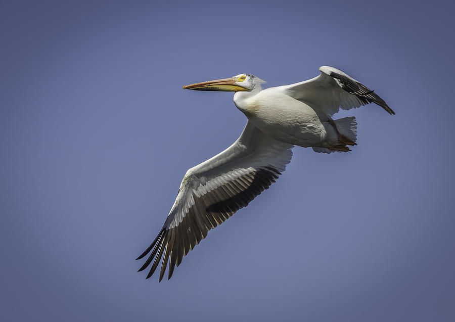 American White Pelican In Flight Photograph by Thomas Young