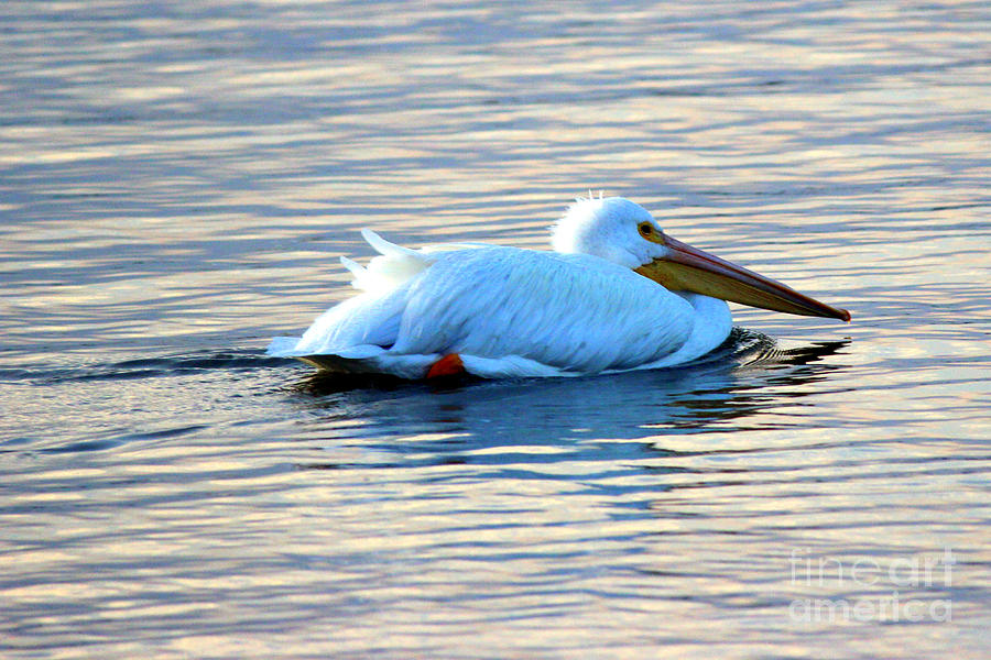 American White Pelican Photograph by Kathy  White