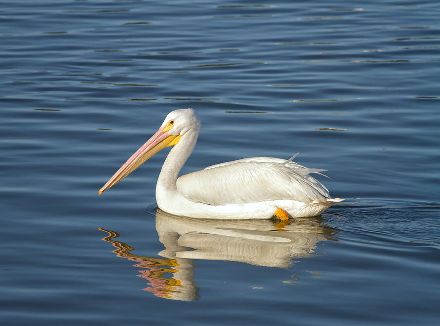 Pelican Photograph - American White Pelican by Kim Hojnacki