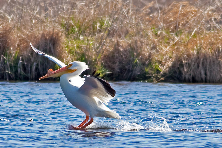 American White Pelican Landing in Horicon Marsh Photograph by Natural Focal Point Photography