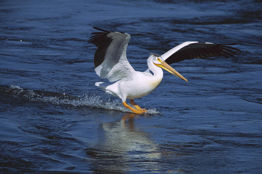 American White Pelican Landing Photograph by Tom Vezo