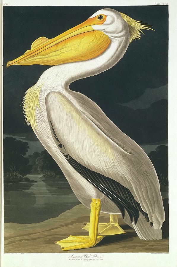 American White Pelican Photograph by Natural History Museum, London ...