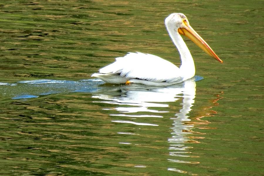 American White Pelican on a Lake Photograph by Marilyn Burton