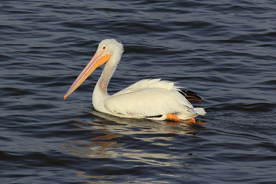 American White Pelican Paddling Photograph by Scott Rackers