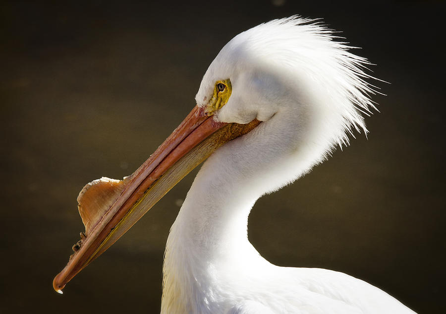 American White Pelican  Photograph by Saija Lehtonen