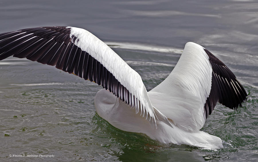 American White Pelican Photograph by Winston D Munnings