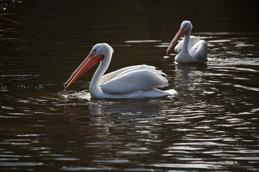 American white pelicans couple Photograph by Eti Reid