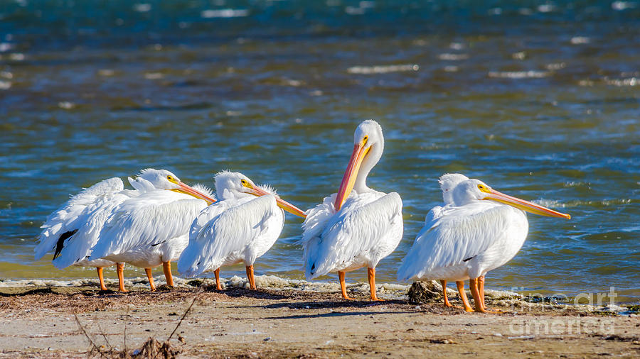 American White Pelicans Photograph by Debra Martz