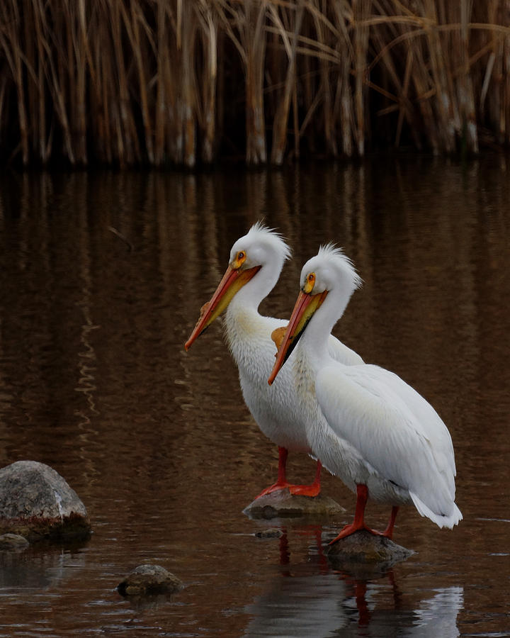 Pelican Photograph - American White Pelicans by Ernest Echols