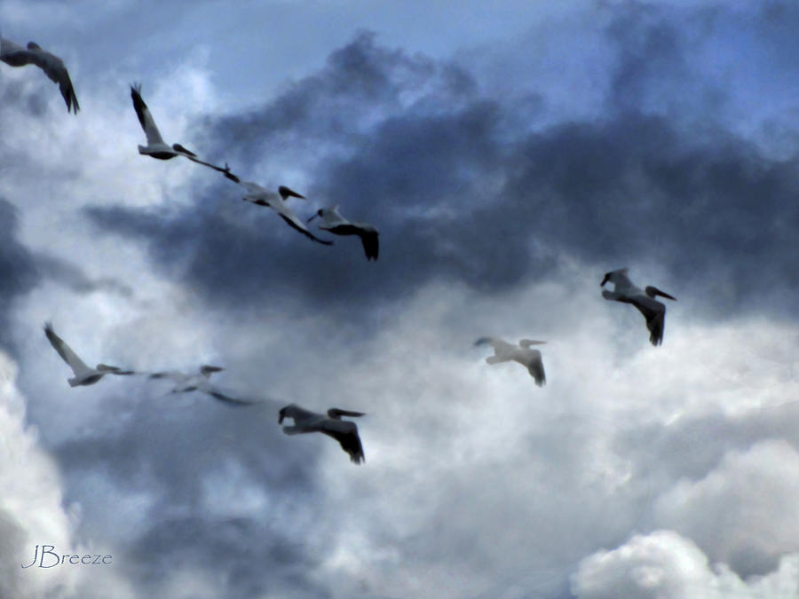 American White Pelicans in Flight Photograph by Jennie Breeze