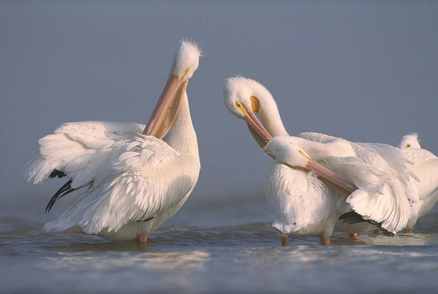 American White Pelicans Preening Photograph by Tim Fitzharris