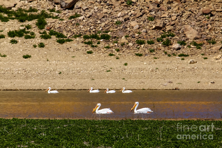 Bird Photograph - American White Pelicans by Robert Bales
