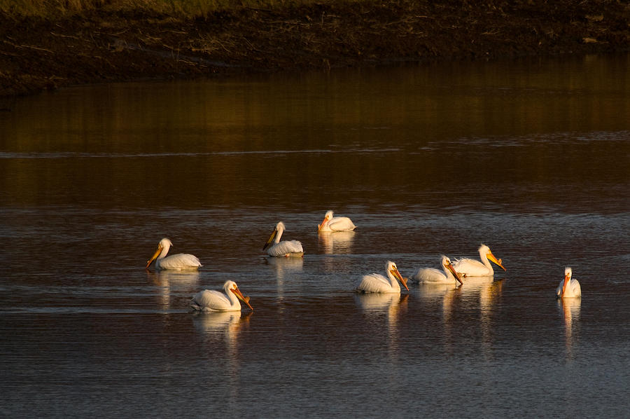 American White Pelicans Photograph by Steve Stuller