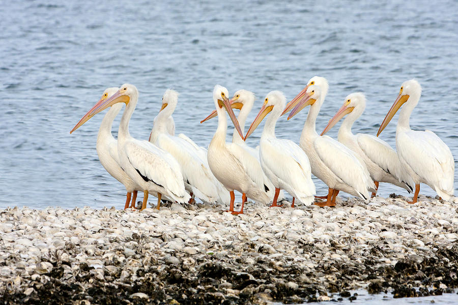 American White Pelicans Photograph by Susan Candelario