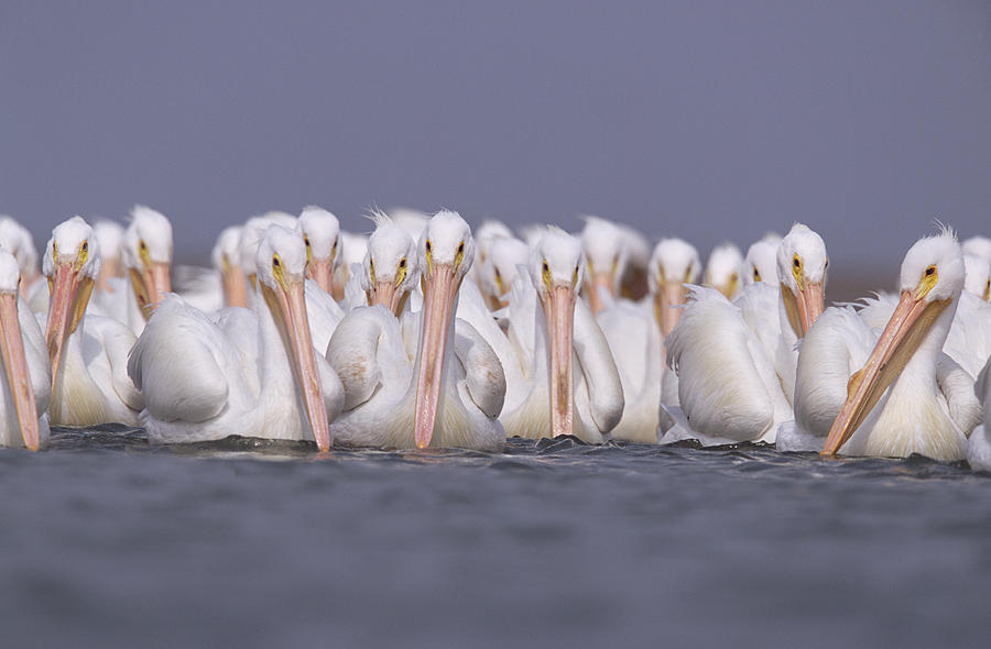 American White Pelicans Photograph by Tim Fitzharris