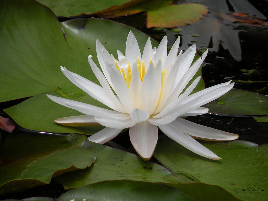 American White Water Lily - Nymphaea odorata Photograph by rd Erickson