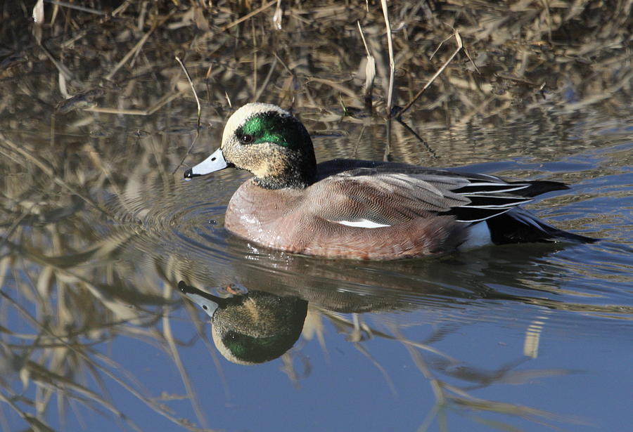 American Widgeon Photograph by Angie Vogel