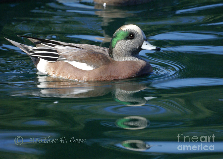 Duck Photograph - American Widgeon Duck by Heather Coen
