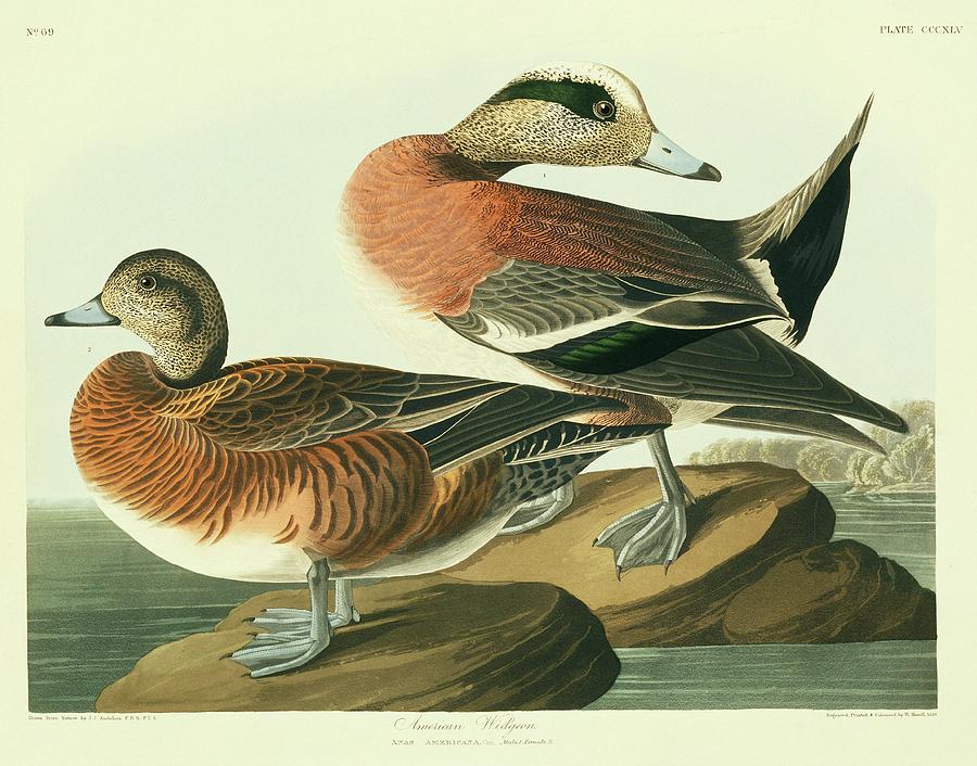 American Widgeon Photograph by Natural History Museum, London/science Photo Library