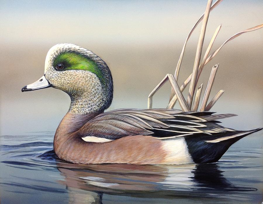 American Wigeon by Calvin Carter