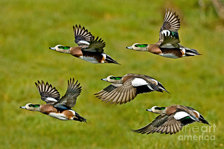 American Wigeon Drakes Photograph by Anthony Mercieca