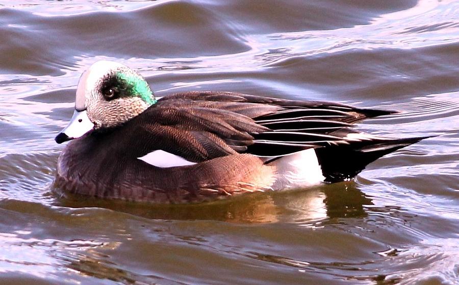 American Wigeon Photograph by Eric Martin - Pixels