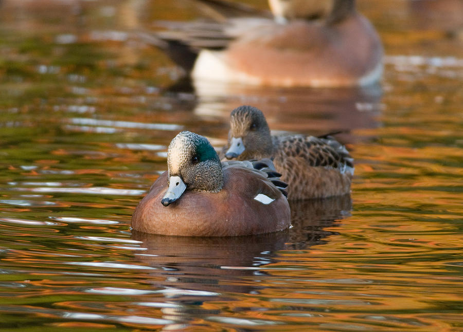 American Wigeon Photograph by Gerald DeBoer