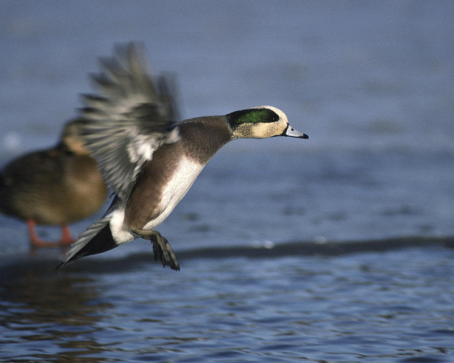 American Wigeon in for landing Photograph by Mark Wallner - Fine Art ...