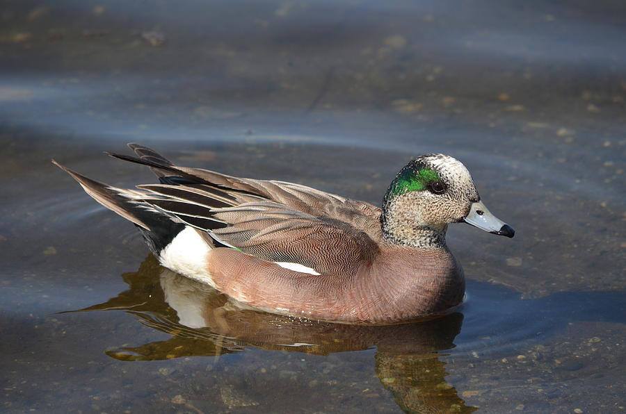 American Wigeon Photograph by James Petersen