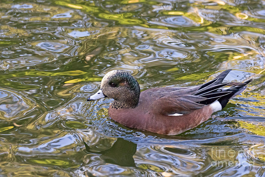 American Wigeon Photograph by Kate Brown