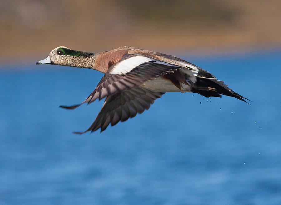 American Wigeon Photograph by Melinda Fawver