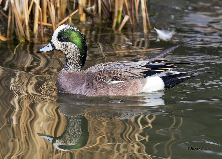 American Wigeon Reflections Photograph by Stephen Johnson