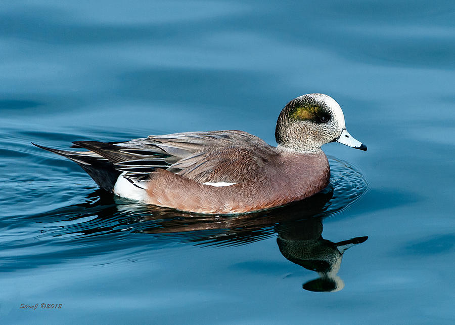 American Wigeon Photograph by Stephen Johnson