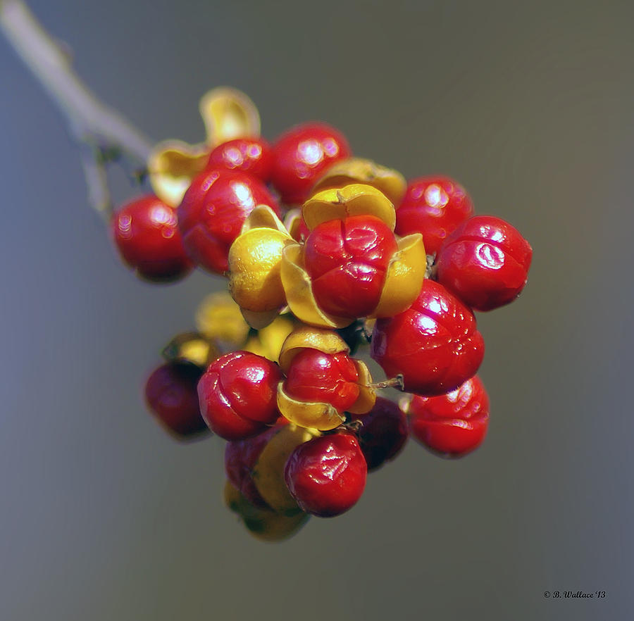 American Winterberry Photograph by Brian Wallace