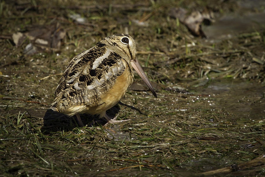 Wading Bird Photograph - American Woodcock 2 by Thomas Young