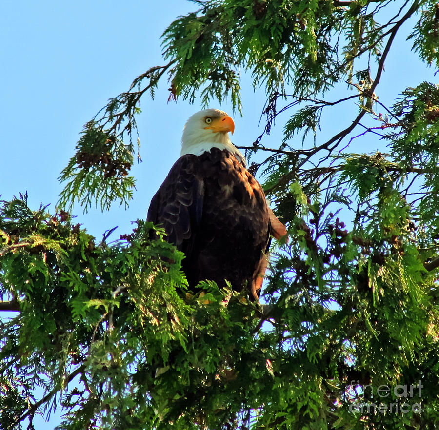 Americas Bald Eagle - Pacific Northwest Washington Photograph by Tap On Photo