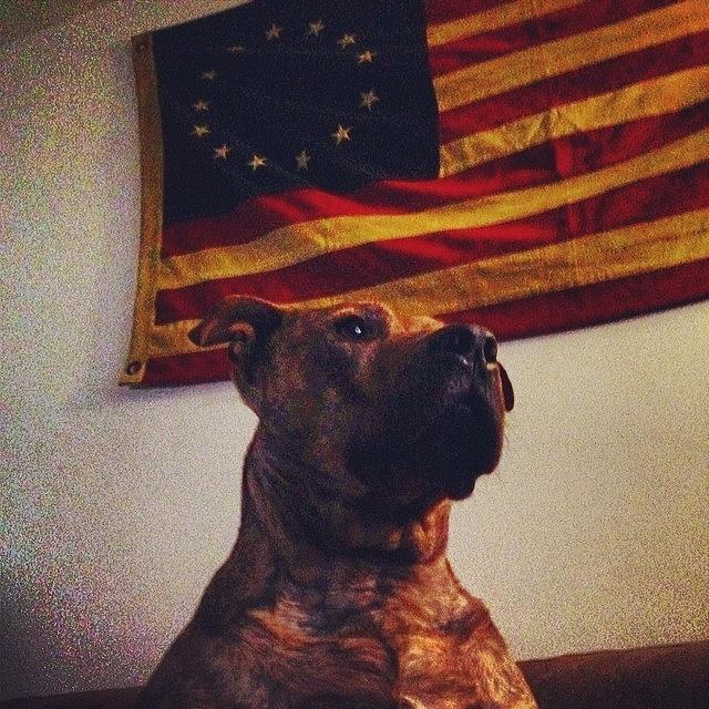 Americas Dog #stoicsumbitch Photograph by Justin Romeo Dahl