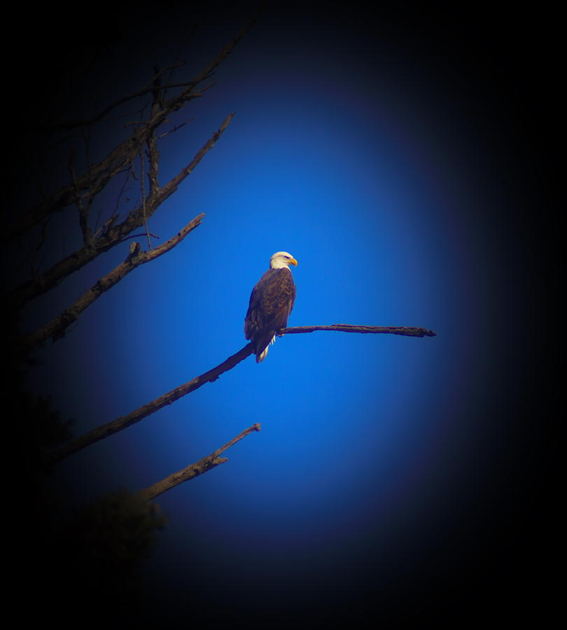 America's National Bird Photograph by Clayton Kelley | Fine Art America