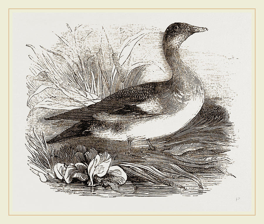 Americau Widgeon Drawing by Litz Collection | Pixels