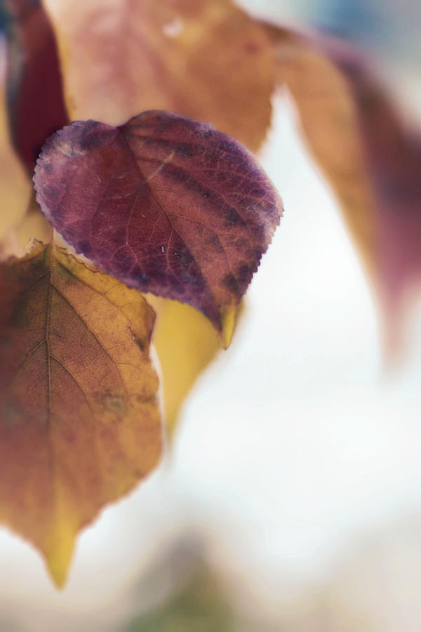 Fall Photograph - Amethyst Autumn by Stacey Koerwitz