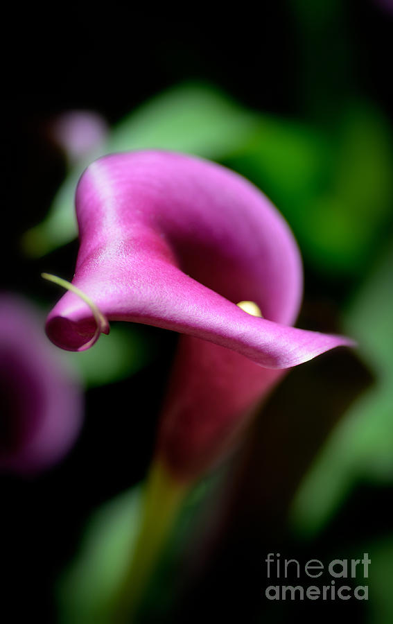 Amethyst Calla Lily Photograph by Julie Palencia