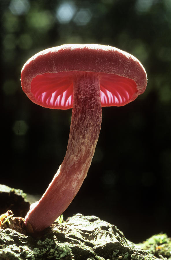 amethyst mushroom