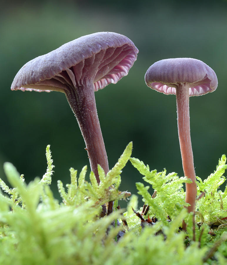 Amethyst Deceiver Photograph by Nigel Downer | Fine Art America