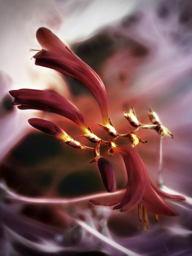 Flowers Still Life Photograph - Amethyst Nebula by Darlene Kwiatkowski