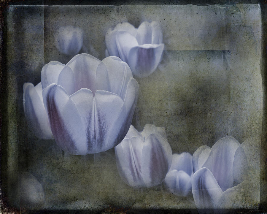Amethyst Tulips Photograph by Evie Carrier