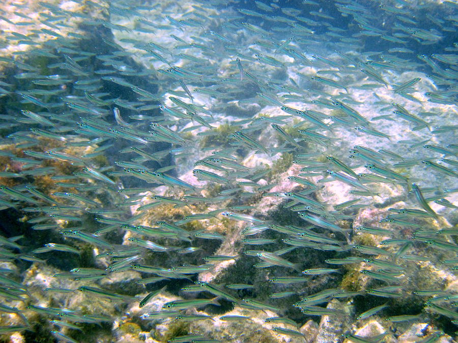 Amidst a school of baitfish. Photograph by Life Makes Art
