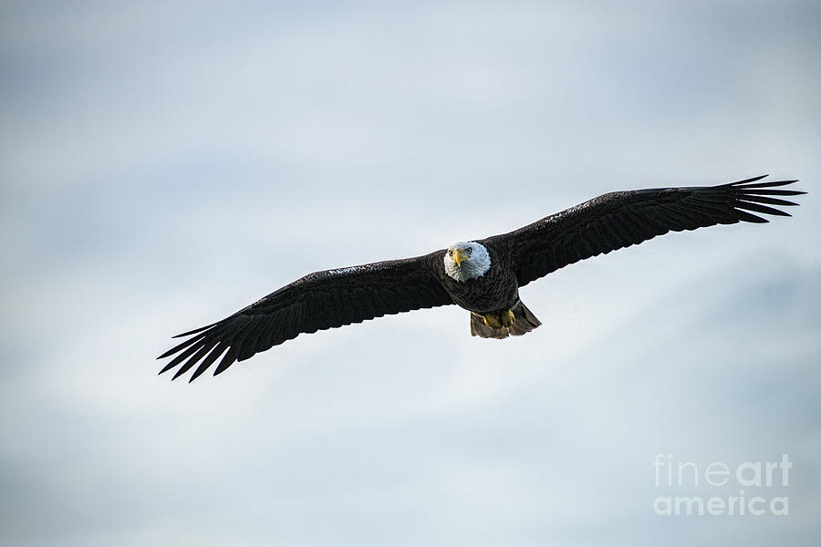 Amierican bald eagle flying in low looking for food Photograph by Dan Friend