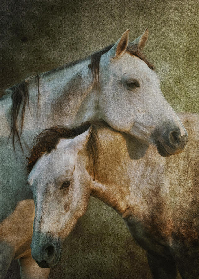 Horse Photograph - Amigos by Ron  McGinnis