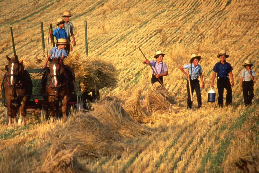 Amish Boys Wheat Harvest Photograph